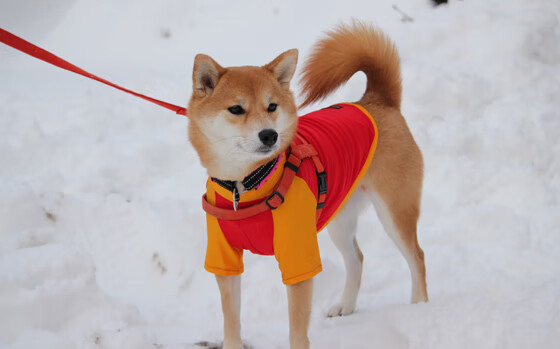 开云下载-恩比德总决赛封神夜，加冕史上最全能中锋王座